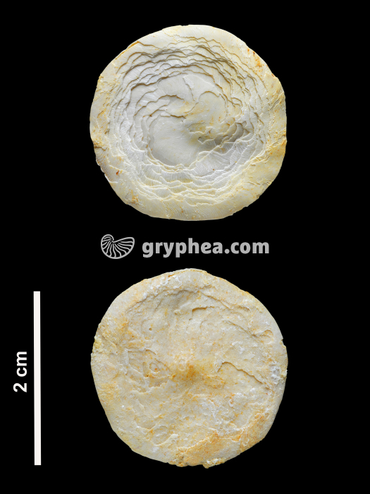 Nummulite (faces supérieure et inférieure) - gryphea.com